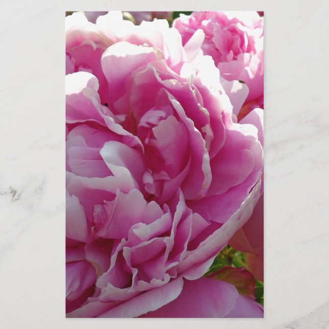 Pink Peony Foto Hütte Bauernhof Blumengarten Briefpapier (Vorderseite)