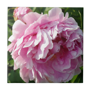 Pink Peony Foto Hütte Bauernhof Blumengarten Fliese