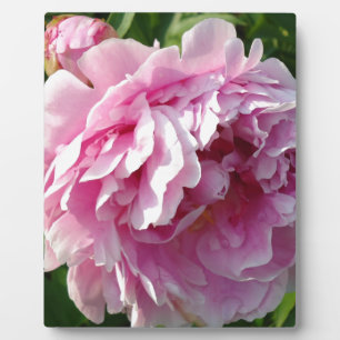 Pink Peony Foto Hütte Bauernhof Blumengarten Fotoplatte