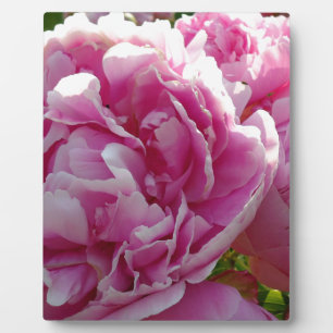 Pink Peony Foto Hütte Bauernhof Blumengarten Fotoplatte