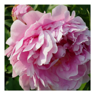 Pink Peony Foto Hütte Bauernhof Blumengarten Poster