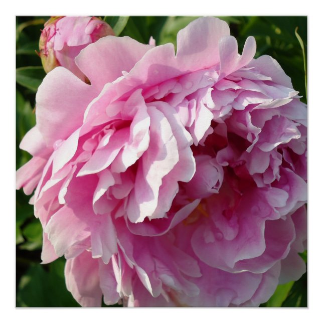 Pink Peony Foto Hütte Bauernhof Blumengarten Poster (Vorderseite)