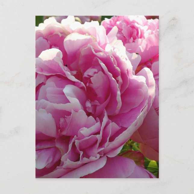 Pink Peony Foto Hütte Bauernhof Blumengarten Postkarte (Vorderseite)