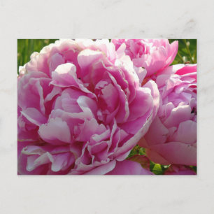 Pink Peony Foto Hütte Bauernhof Blumengarten Postkarte