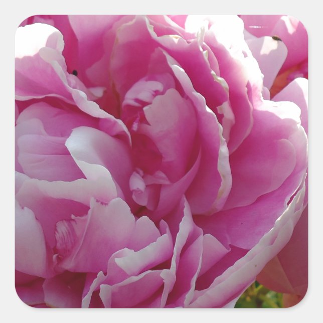Pink Peony Foto Hütte Bauernhof Blumengarten Quadratischer Aufkleber (Vorderseite)