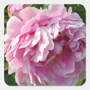 Pink Peony Foto Hütte Bauernhof Blumengarten Quadratischer Aufkleber