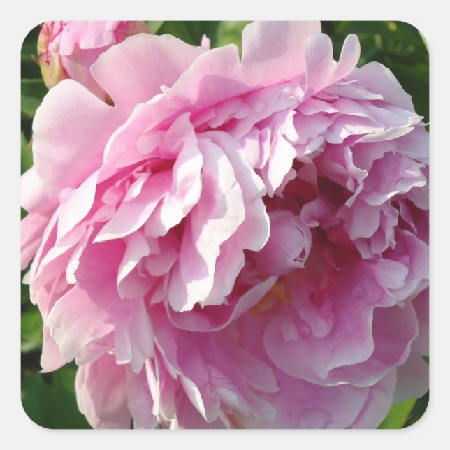 Pink Peony Foto Hütte Bauernhof Blumengarten Quadratischer Aufkleber (Vorderseite)