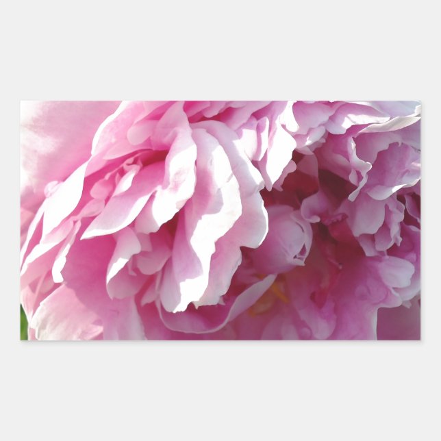 Pink Peony Foto Hütte Bauernhof Blumengarten Rechteckiger Aufkleber (Vorderseite)