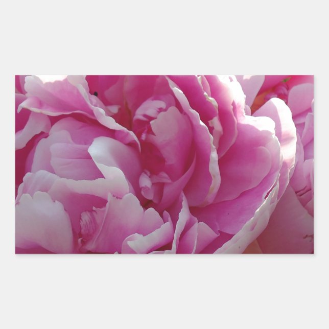 Pink Peony Foto Hütte Bauernhof Blumengarten Rechteckiger Aufkleber (Vorderseite)