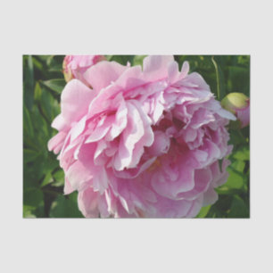 Pink Peony Foto Hütte Bauernhof Blumengarten Seidenpapier