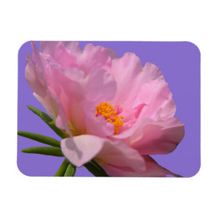 Pink Peony Foto Magnet