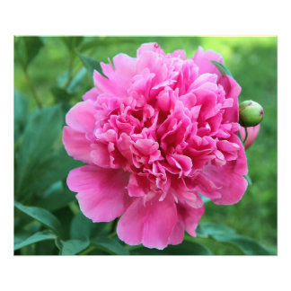 Pink Peony Fotodruck
