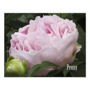 Pink Peony Fotograf Fotodruck