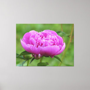 Pink Peony Leinwanddruck