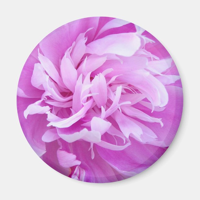 Pink Peony - Magnet (Vorne)