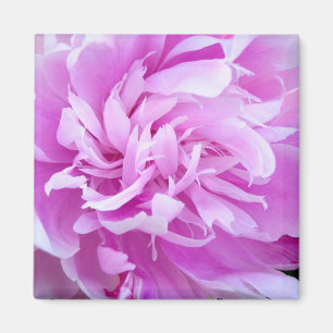 Pink Peony - Magnet