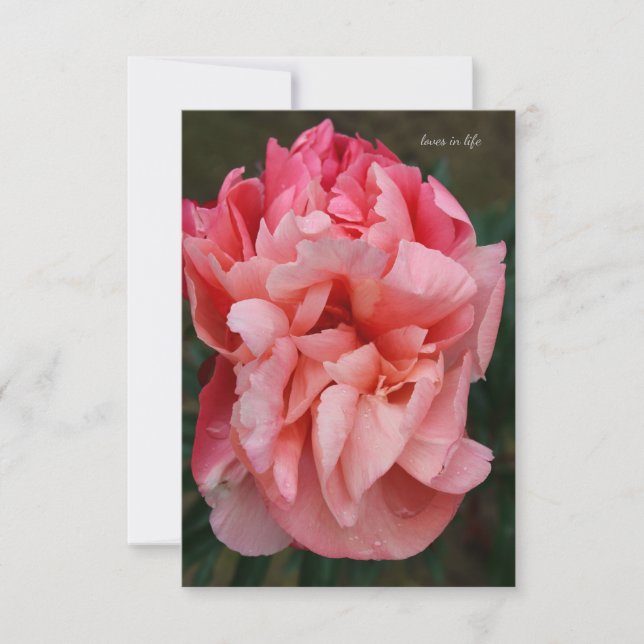 Pink Peony Mitteilungskarte (Vorderseite)