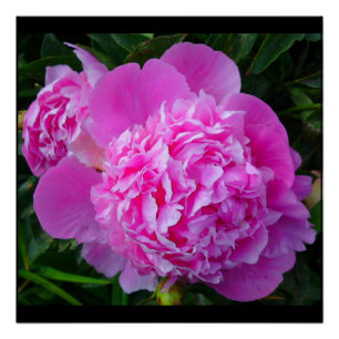 Pink Peony Perfect Poster