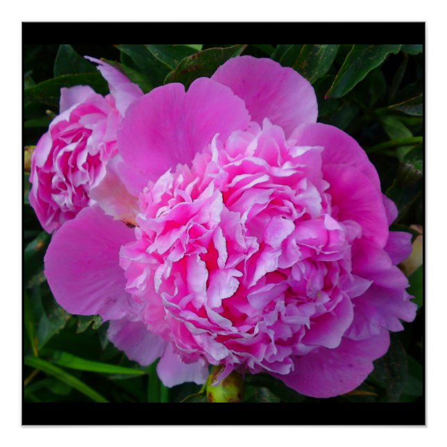 Pink Peony Perfect Poster (Vorderseite)