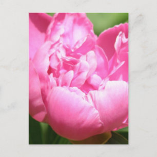 Pink Peony Postcard Postkarte