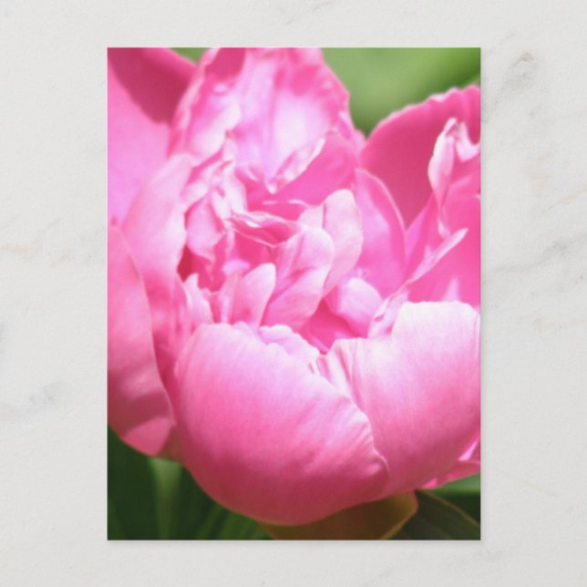 Pink Peony Postcard Postkarte (Vorderseite)