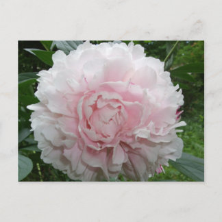 Pink Peony Postcard Postkarte