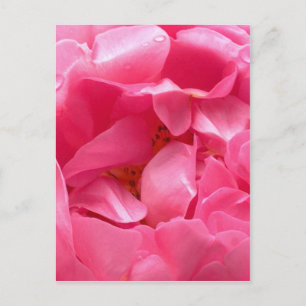 Pink Peony Postcard Postkarte