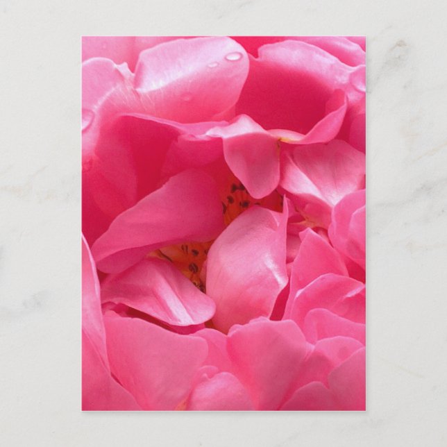 Pink Peony Postcard Postkarte (Vorderseite)