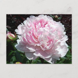 Pink Peony Postcard Postkarte