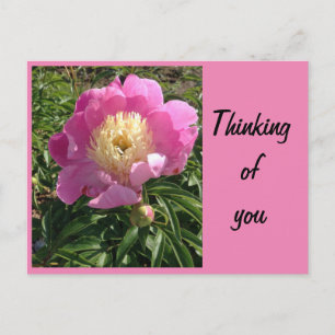 Pink Peony Postcard Postkarte
