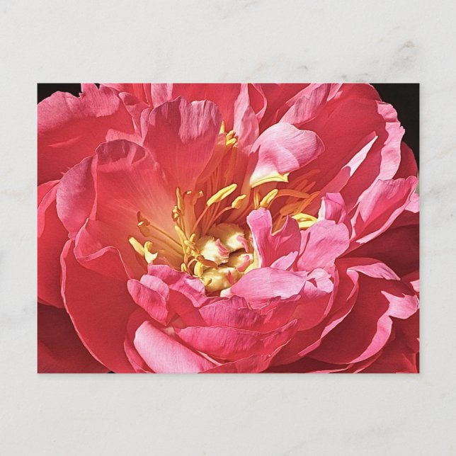 Pink Peony, Postcard Postkarte (Vorderseite)