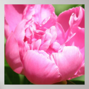 Pink Peony Poster
