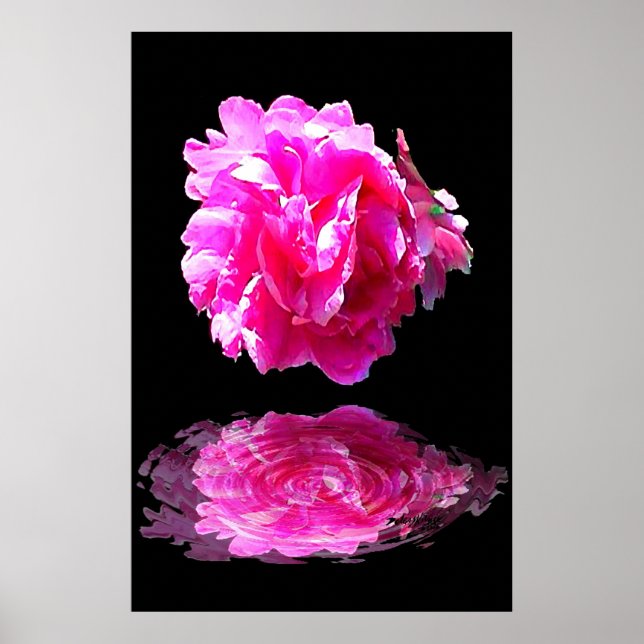 Pink Peony Poster (Vorne)
