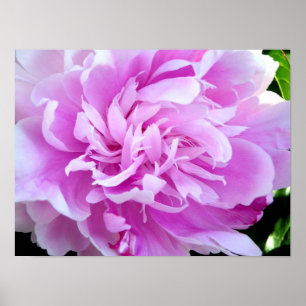 Pink Peony Poster
