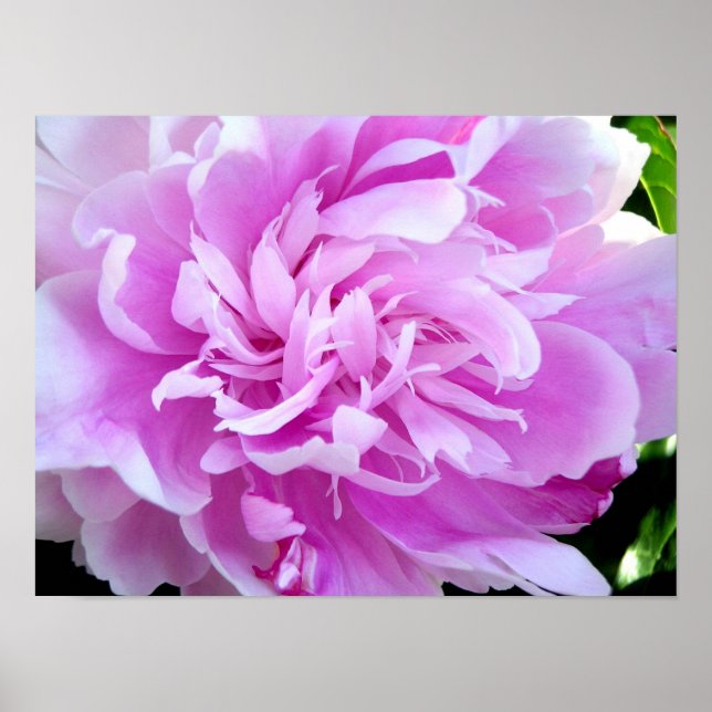 Pink Peony Poster (Vorne)