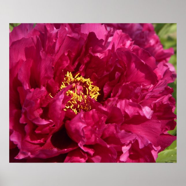 Pink Peony Poster drucken (Vorne)