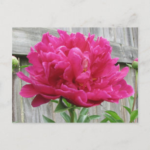 Pink Peony Postkarte