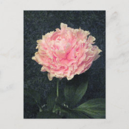 Pink Peony Postkarte