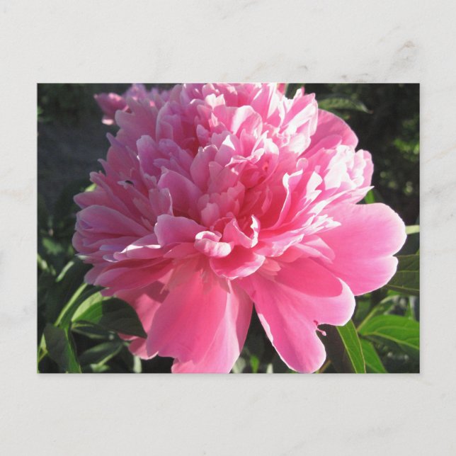 Pink Peony Postkarte (Vorderseite)