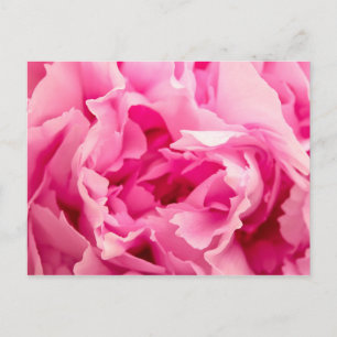 Pink Peony Postkarte