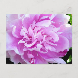 Pink Peony Postkarte