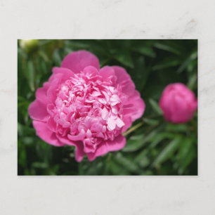 Pink Peony Postkarte
