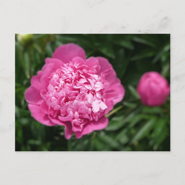 Pink Peony Postkarte (Vorderseite)