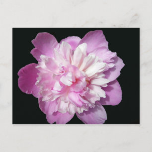Pink Peony Postkarte