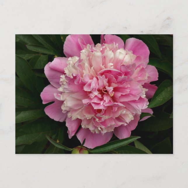 Pink Peony Postkarte (Vorderseite)