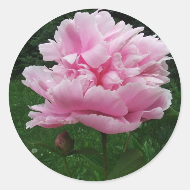 Pink Peony Round Stickers (Vorderseite)
