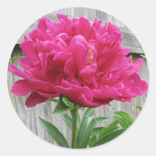 Pink Peony Runder Aufkleber