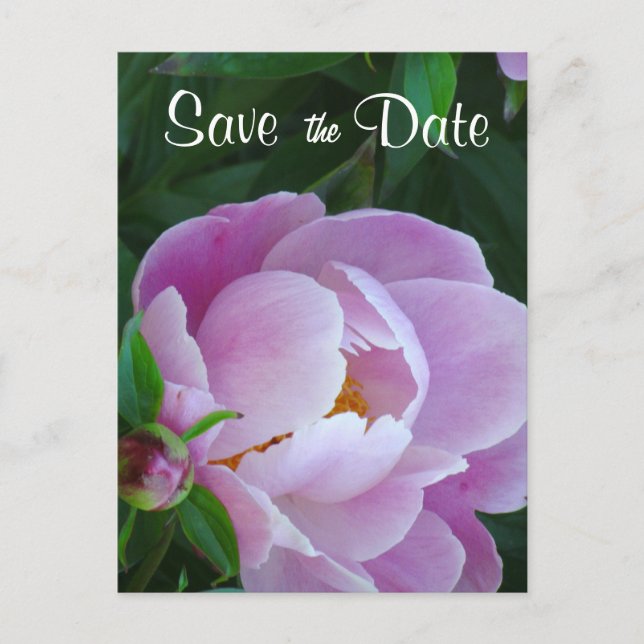 Pink Peony Save the Date Postcard Ankündigungspostkarte (Vorderseite)