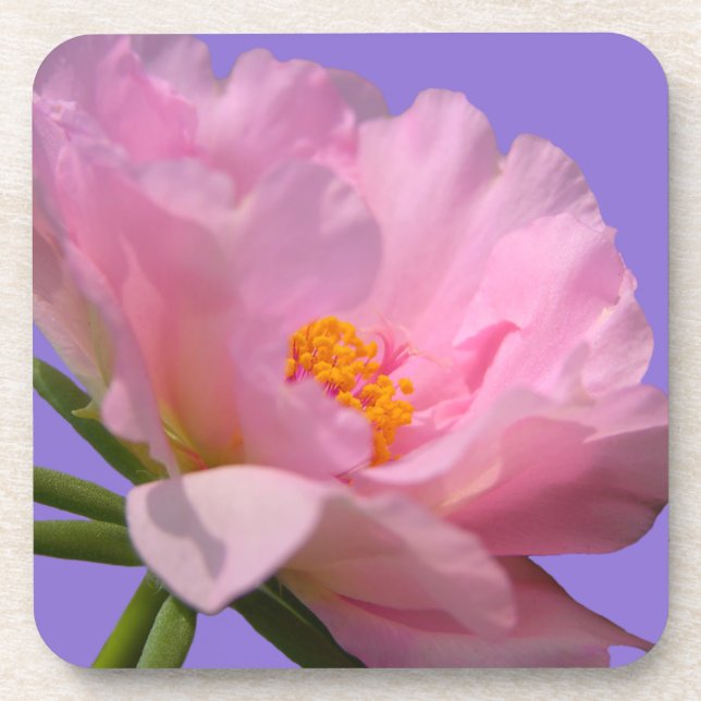 Pink Peony Untersetzer (Vorderseite)