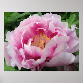 Pink Peony Watercolor Feine Blumen Poster